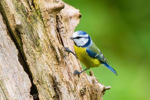 Eurasian blue tit (Cyanistes caeruleus) sitting on an old wrotten tree trunk at a swamp, Bavaria,