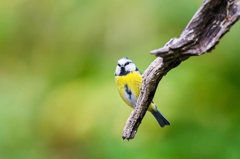 Eurasian blue tit (Cyanistes caeruleus) sitting on an old wood at a swamp, Bavaria, Germany