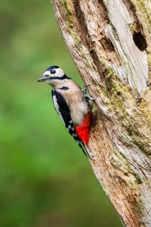 Great spotted woodpecker (Dendrocopos major) sitting on an old wrotten tree trunk in late summer,