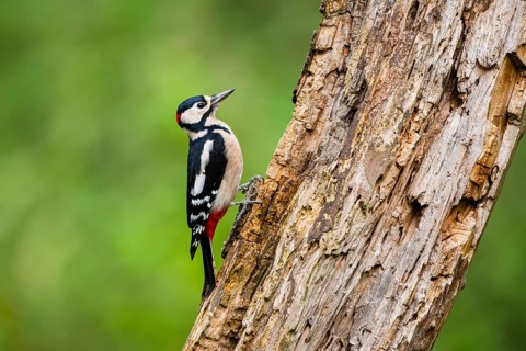 Great spotted woodpecker (Dendrocopos major) sitting on an old wrotten tree trunk in late summer,