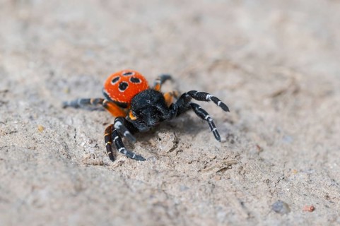 Red tubular spider, Eresus kollari, The Ladybird spider, Saxony-Anhalt, Germany
