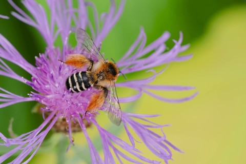 Brown-rumped trouser bee (Dasypoda hirtipes) on knapweed flower, Lower Saxony, Germany