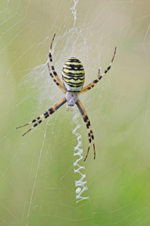 Wasp Spider, Argiope bruennichi, Wasp Spider, Lower Saxony, Germany