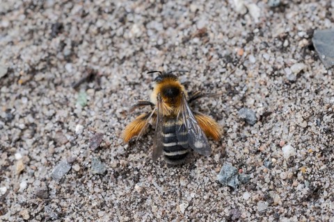 Brown-rumped trouser bee (Dasypoda hirtipes) on sandy soil, Lower Saxony, Germany