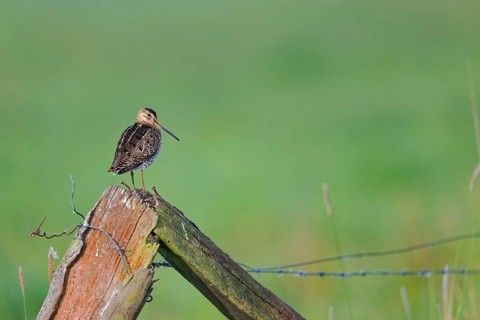 Common snipe (Gallinago gallinago) sitting on a pole, Lower Saxony, Germany