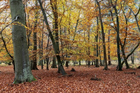 Autumn forest, autumn-colored trees, Osterwald, Zingst, Fischland-Darß-Zingst, Western Pomerania