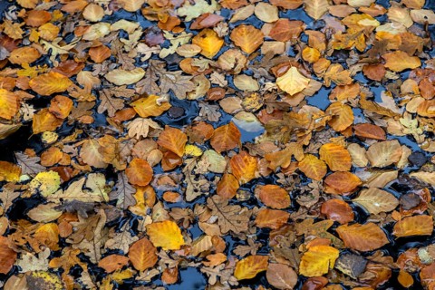 Autumn leaves, autumn-colored leaves floating on moor water, Osterwald, Zingst,