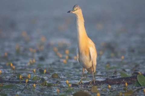 Squacco Heron (Ardeola ralloides) in the fog Hungary