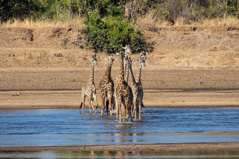 Thornicroft's Giraffe (Giraffa camelopardalis thornicrofti) crossing Luangwa River Zambia August