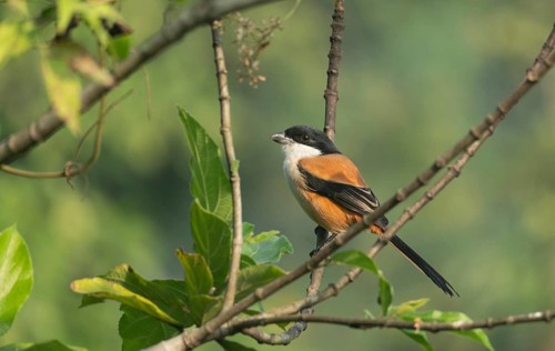 A long-tailed shrike or rufous-backed shrike (Lanius schach) sits on a tree branch, Sreepur,