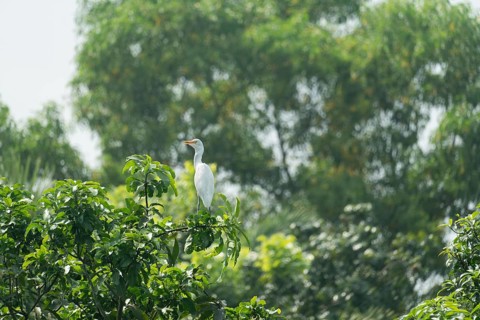 A Cattle Egret (Bubulcus ibis) sits on a branch of a mango tree, Sreepur, Gazipur, Bangladesh
