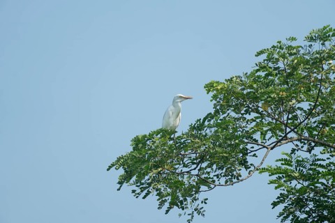 A Cattle Egret (Bubulcus ibis) sits on a branch of a tree, Sreepur, Gazipur, Bangladesh