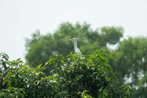 A Cattle Egret (Bubulcus ibis) sits on a high branch of a mango tree, Sreepur, Gazipur, Bangladesh