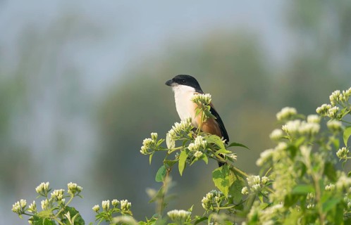A long-tailed shrike or rufous-backed shrike (Lanius schach), Sreepur, Gazipur, Bangladesh