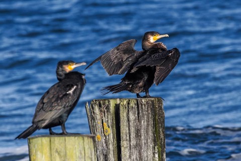 Cormorants (Phalacrocorax carbo) sitting on groynes, Fischland-Darß-Zingst, Baltic Sea,
