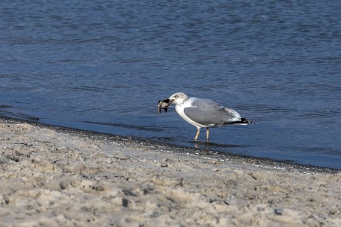 Seagull (Larinae) on the beach, eating a fish, Fischland-Darß-Zingst, Baltic Sea,