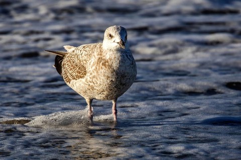 Herring Gull (Larus argentatus), on the beach, Fischland-Darß-Zingst, Baltic Sea,