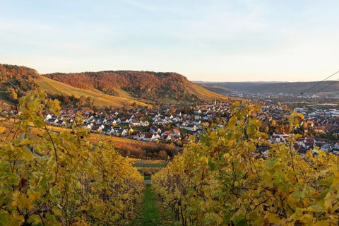 The vineyards in the Remstal near Korb in the Rems-Murr district show all their colors in autumn.