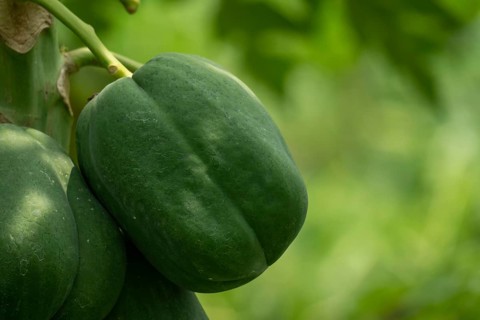 A single green papaya growing on a tree, set against a blurred background of foliage, Sreepur,