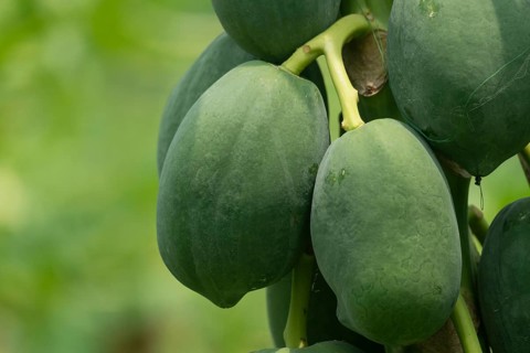 Cluster of green papayas hanging on a tree, emphasizing natural growth and tropical agriculture,