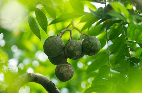 Spondias mombin fruit hanging on the tree, Sreepur, Gazipur, Bangladesh