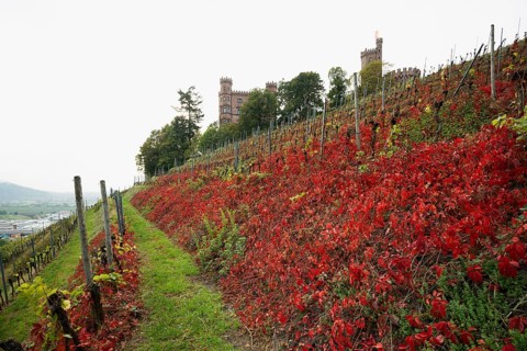 Castle and autumnal vineyards, Ortenberg Castle, Ortenberg, Kinzigtal, Ortenau, Black Forest,