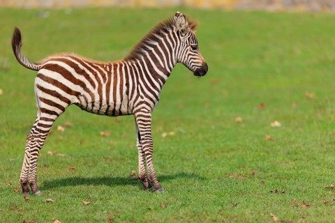 A Grant's zebra foal (Equus quagga boehmi) runs across a green meadow on a sunny day. East Africa