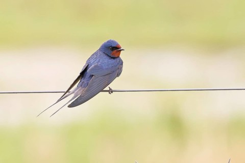 Barn Swallow (Hirundo rustica) sitting on a pasture fence, wildlife, animals, birds, swallows,