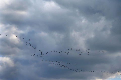 Wild geese (Anser anser) flying in formation under rain clouds (Nimbostratus) at the Darß,