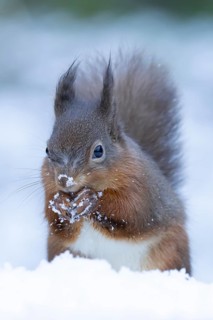 Red squirrel (Sciurus vulgaris) adult animal feeding on a nut in snow in winter, England, United