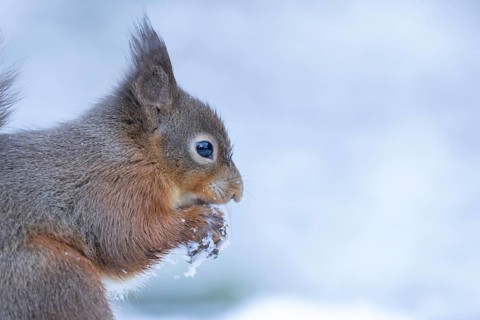 Red squirrel (Sciurus vulgaris) adult animal feeding on a nut in snow in winter, England, United