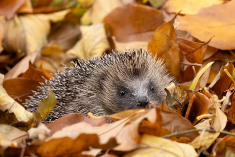 European hedgehog (Erinaceus europaeus) adult animal amongst fallen autumn leaves, England, United