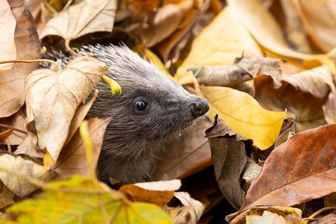 European hedgehog (Erinaceus europaeus) adult animal emerging from fallen autumn leaves, England,
