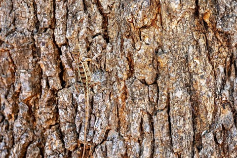 A lizard camouflages itself on brown, textured tree bark, Oriental garden agama (Calotes