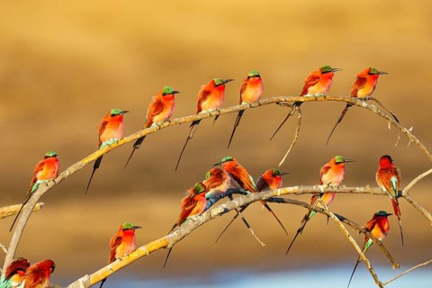 Carmine Bee-eater (Merops nubicus) Gathering at thebreeding ground South Luangwa NP Zambia August