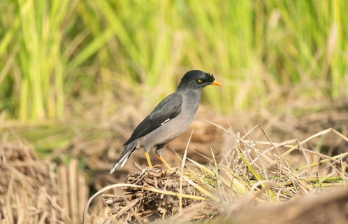 Jungle myna (Acridotheres fuscus) in a rice field, Sreepur, Gazipur, Bangladesh