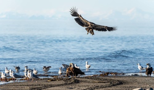 Bald eagle (Haliaeetus leucocephalus) landing on the beach next to gulls and eagles, Anchor Point