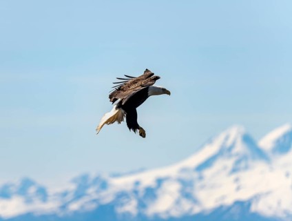 Bald eagle (Haliaeetus leucocephalus) in flight, Anchor Point at Cook Inlet, white mountain peaks