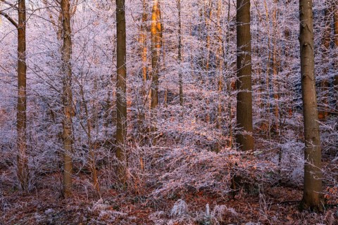 Wintery forest with hoarfrost on Königstuhl mountain, evening light, sunset, Rhein-Neckar district,