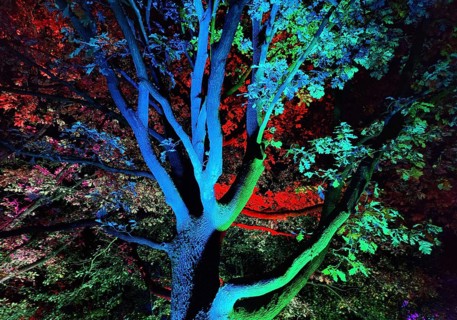 Illumination during the Herbstlichtgarten event in Sauerlandpark in the evening in Hemer,
