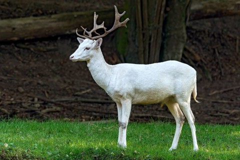 White shovel deer, fallow deer (dama dama), young animal, calf, white fur due to leucism gene