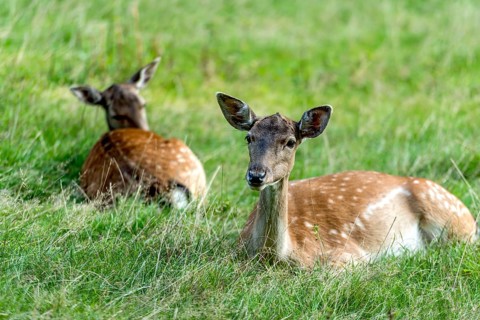 Dams (dama dama) Bald deer, hinds, resting on a meadow at the edge of the forest, Vogelsberg,