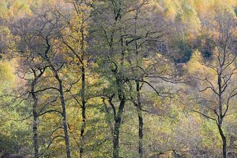 View over the autumn forest, Arnsberger Wald nature park Park, North Rhine-Westphalia, Germany