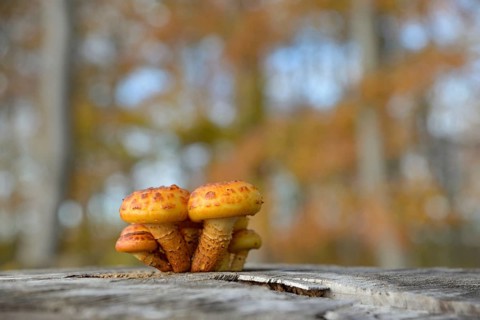 Goldfell-Schüppling (Pholiota aurivella) in autumn forest, Arnsberg Forest nature park Park, North