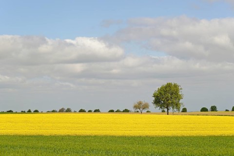 Deciduous trees, row of trees in the field landscape, green grain field and flowering rape field