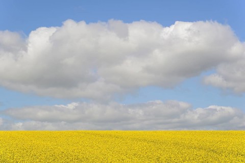 Rapeseed (Brassica napus), flowering rapeseed field, blue cloudy sky, North Rhine-Westphalia,