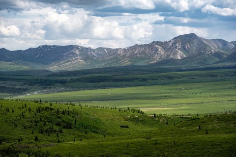 Tundra and mountain landscape with dramatic cloudy sky, Denali National Park, Alaska, USA