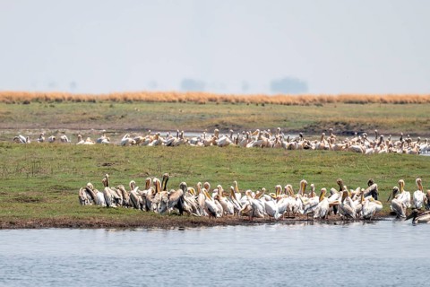 Pink pelican (Pelecanus onocrotalus), flock at the Kavango River, Namibia