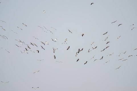 Pink pelican (Pelecanus onocrotalus), flock of birds circling in the sky, birds in flight, Namibia