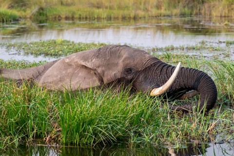 African elephant (Loxodonta africana) swimming in the swamp, Xakanaxa Lagoon, Okavango Delta,